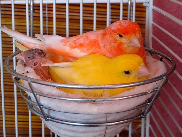 Содержание канареек и уход за ними в Судаке