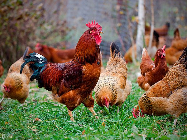 Породы куриц | ЗооТом - продажа, вязка и услуги для животных в Судаке