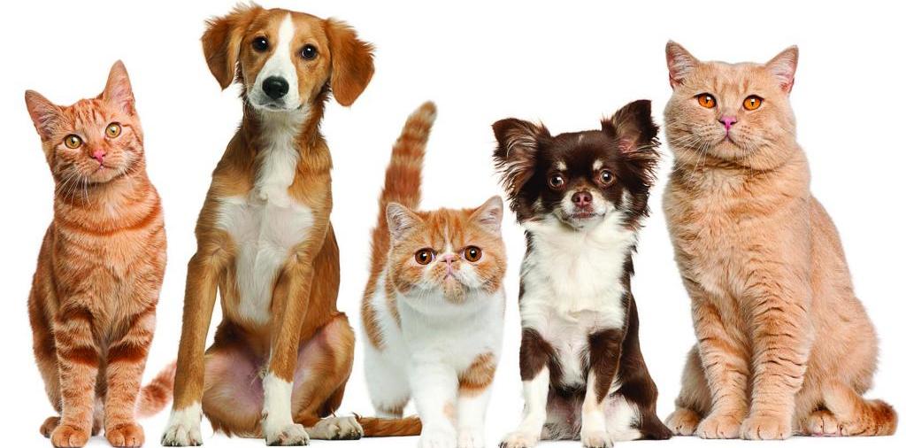 Доска объявлений о животных | ЗооТом - продажа, вязка и услуги для животных в Судаке