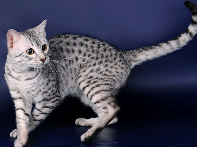 Породы кошек в Судаке | ЗооТом портал о животных