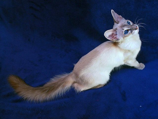 Выведенные породы кошек в Судаке | ЗооТом портал о животных
