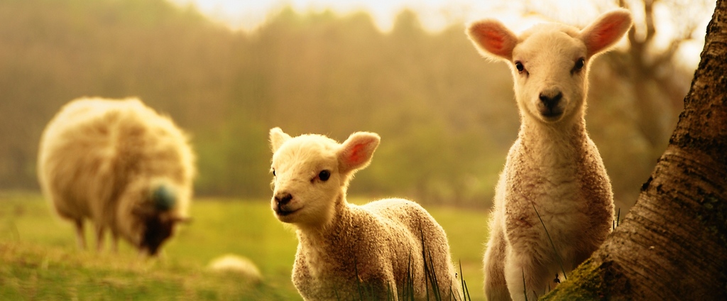 Объявления о сельскохозяйственных животных | ЗооТом - продажа, вязка и услуги для животных в Судаке