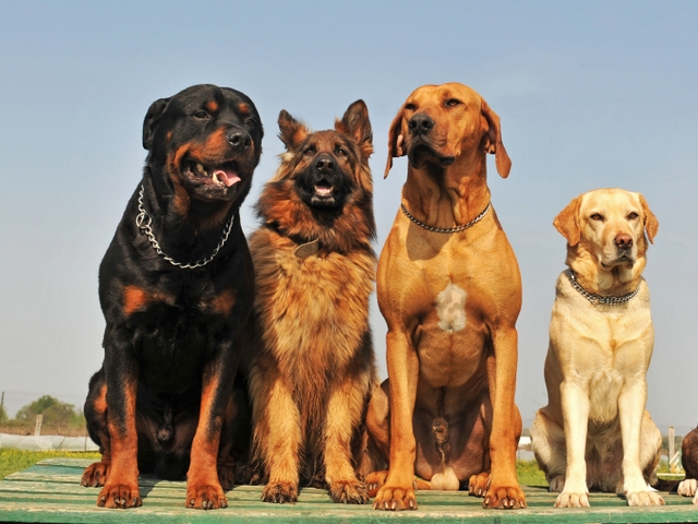 Крупные породы собак в Судаке | ЗооТом портал о животных