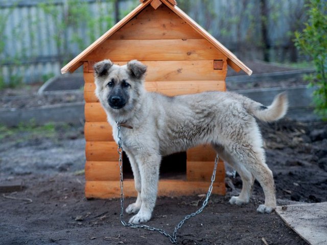 Все о собаках в Судаке